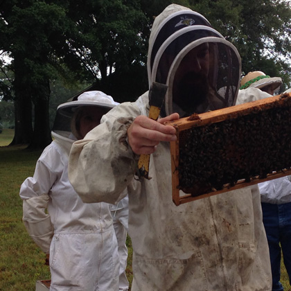 Inspecting Frame of Honey Bees